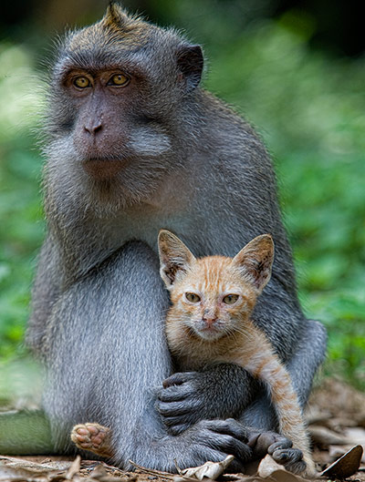 The-macaque-and-the-cat-001
