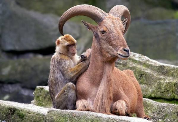 unlikely-animal-friendships-16