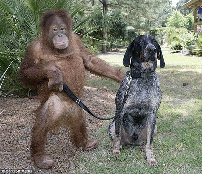 unlikely-animal-friendships-8