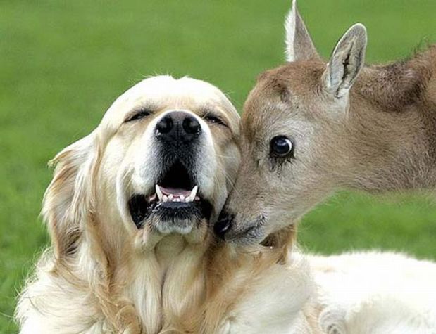unlikely_animal_friendships_17