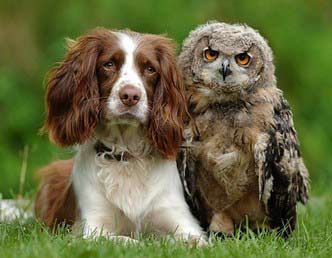 dog-owl