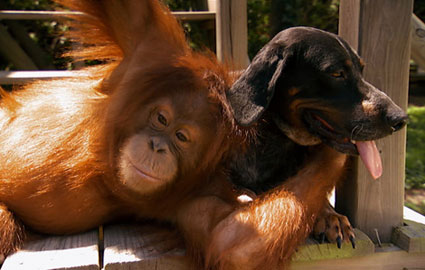 orangutandog