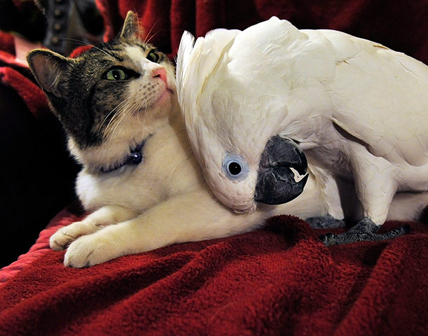 The-cat-and-the-cockatoo-007