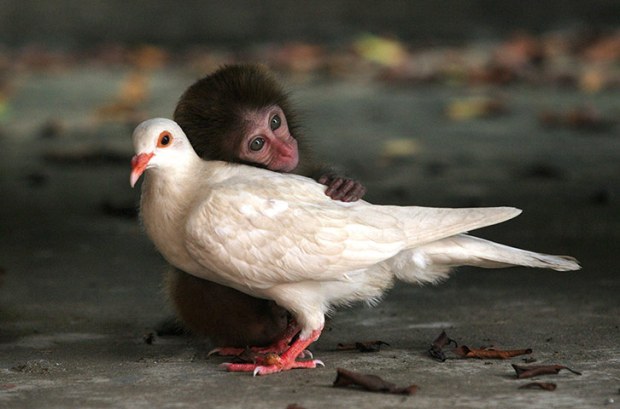 The-macaque-and-the-dove-002