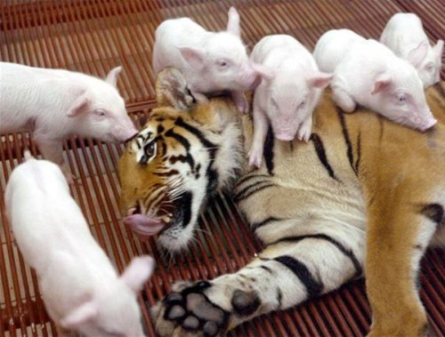 tigres-and-piglets