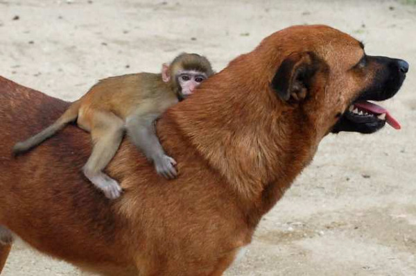 unlikely-animal-friendships-6