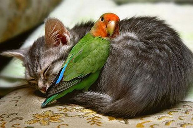unlikely_animal_friendships_02